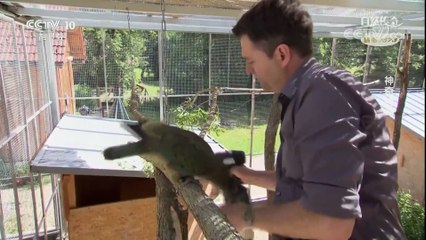 有没有见过神奇迷人的鸟类 - The Mysterious Birds