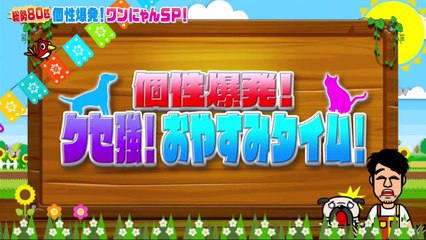 テレビ 動画 バラエティ - 坂上どうぶつ王国 動画 9tsu   2021年08月7日