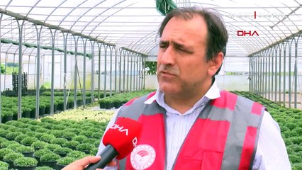 İstanbul'da balık ve yengeç ölümlerinin nedeni belli oldu