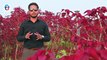 Bahria Town Phase 8 Rose Garden  | 5 Marla Plot for Sale in Bahira Town | Advice Associates