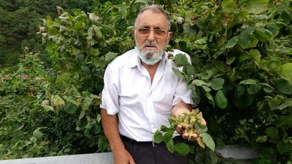 Doğu Karadeniz'de fındık hasadı başladı