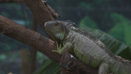 La covid-19 amenaza con cerrar un parque de especies únicas en la India