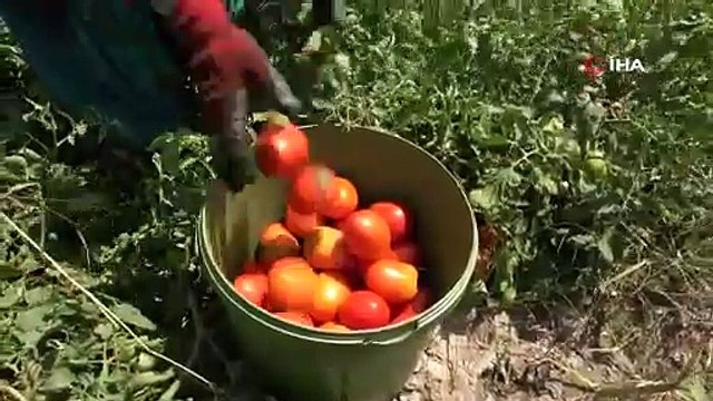 Domates sadece tarlada ucuz