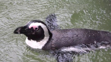 African Penguin in the rain / 雨の中ので泳ぐケープペンギン