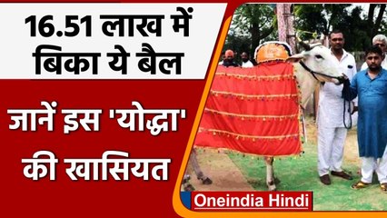 Haryana में एक बैल 16 लाख रुपये से ज्यादा कीमत में बिका, जानें खासियत | वनइंडिया हिंदी