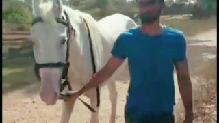 horse lovers  | horse  funny video | horse