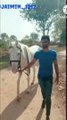 horse lovers  | horse  funny video | horse