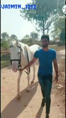 horse lovers  | horse  funny video | horse