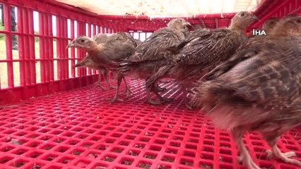 Tekirdağ'da ormanlara 400 keklik salındı