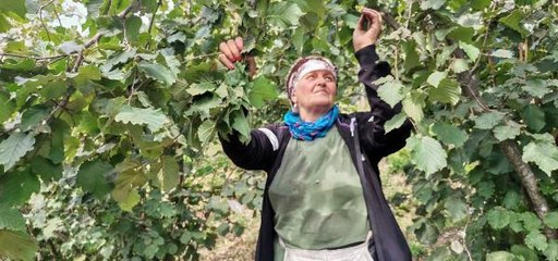 KARADENİZ'DE FINDIK HASADI BAŞLADI