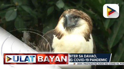 Philippine Eagle Center sa Davao, isa sa pinakaapektado ng COVID-19 pandemic; Phl Eagle Foundation, gumawa ng sariling diskarte para kumita