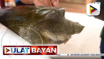 2 uri ng pagong na nanganganib nang maubos, pinakawalan sa Cagayan; 2 Asian box turtles, pinakawalan na rin sa Cabagan, Isabela