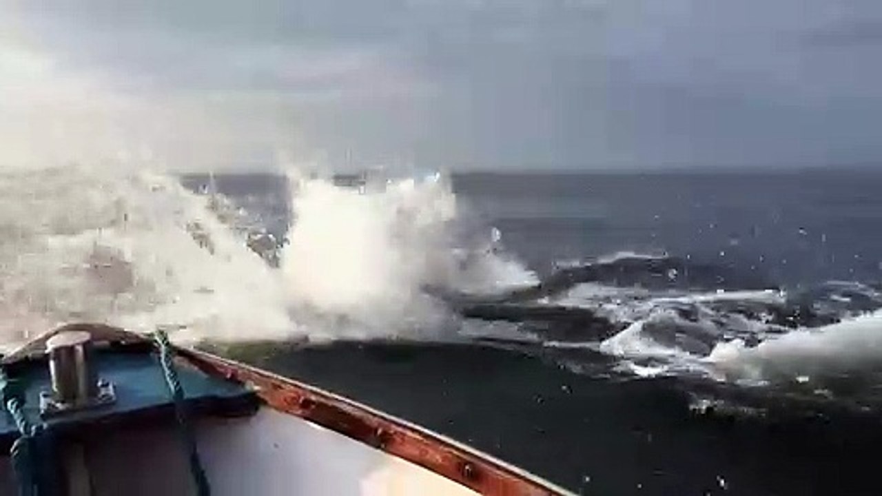 Dolphins swim and jump around a small boat off the coast of Northumberland