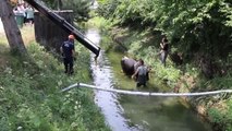 Sulama kanalına düşen ineği itfaiye kurtardı
