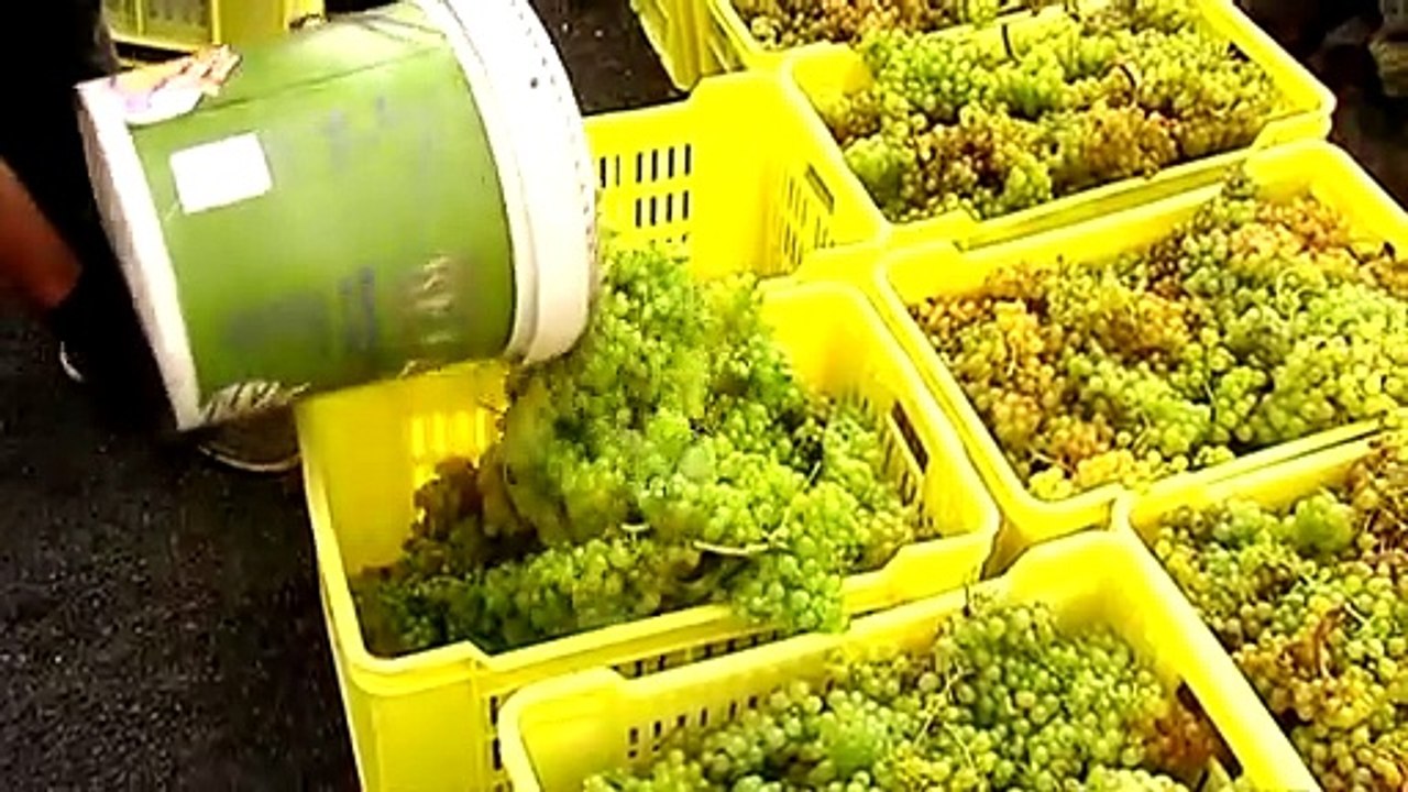 Découverte : quand les sols volcaniques de l'île de Lanzarote donnent naissance à du vin