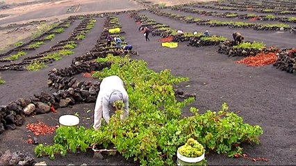 Lanzarote ofrece vino nacido de las entrañas del volcán
