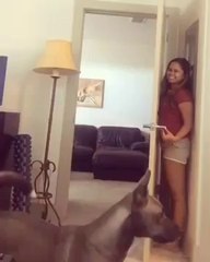 This pet dog is very bad in Hide & Seek