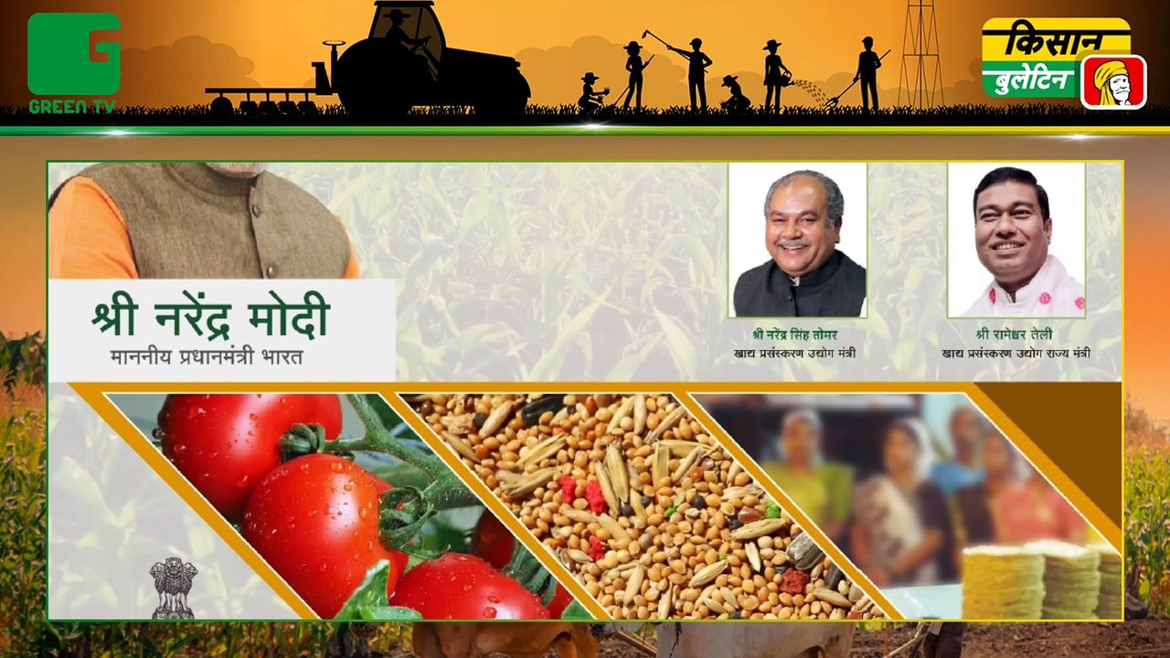 केंद्र सरकार (Government Of India)  देगी मखाना (Fox Nut) किसानों (Farmers / Kisano) को 10 लाख (Rs 10Lac) का अनुदान, किसान खुद कर सकेंगे Processing और Packaging | Kisan Bulletin | Green TV