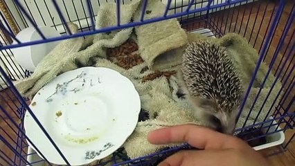 Funny Animals - Cute Porcupines #10 - Animals Video 2021