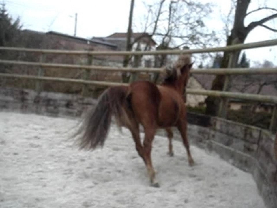 Kanelle en ethologie en liberté