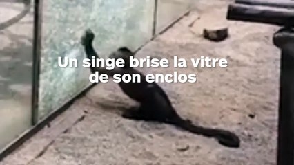 Un singe brise la vitre de son enclos avec un caillou aiguisé