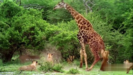 जानवरों के ऐसे कारनामे जिन्हें देखने के लिए नसीब लगता है -- 8 Most Powerful And Amazing Animals