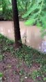 Screaming Frog Springs Into Creek After Being Startled