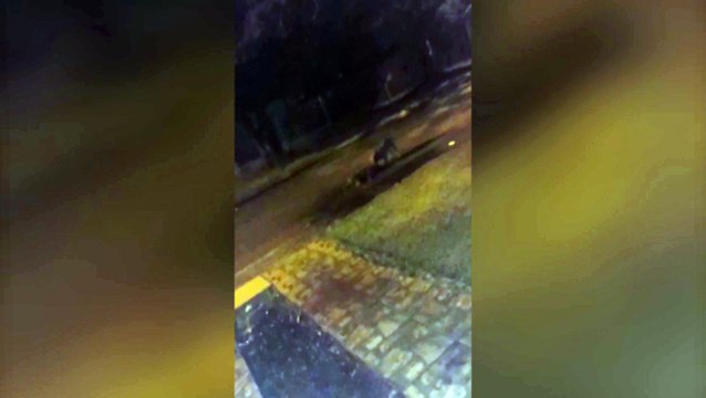 Imagens fortes: Pitbull ataca cachorro e moradora teme por crianças que vivem no local