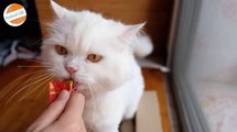 White persian cat licks the food In a Hurry