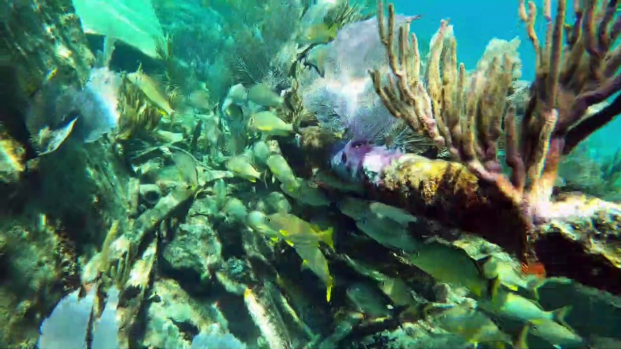 Free Diving at the Mandalay Shipwreck in Biscayne National Park