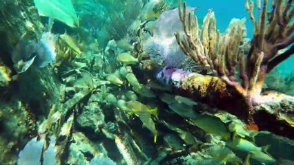 Free Diving at the Mandalay Shipwreck in Biscayne National Park