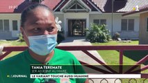 Variant Delta : 121 personnes touchées à Huahine