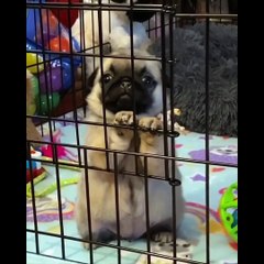 Funniest and Cutest Pug Dog Videos Compilation 2020 #2