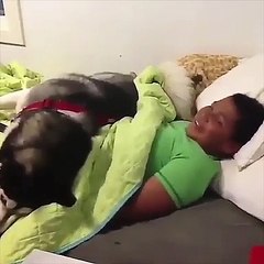 Funny And Cute Husky Puppies Compilation #4