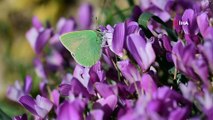 Türkiye’deki kelebek türlerinin yarıdan fazlası Van Gölü Havzası'nda yaşıyor