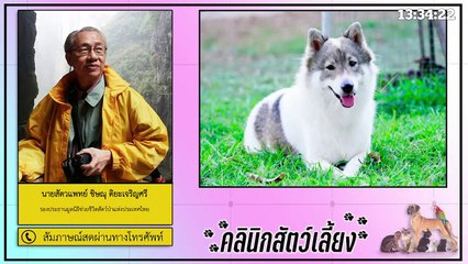 สุนัขขนยาวและขนสั้น มีวิธีดูแลรักษาต่างกันอย่างไร : FM91 คลินิกสัตว์เลี้ยง : 14 กุมภาพันธ์ 2564