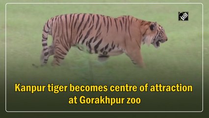 Kanpur tiger becomes centre of attraction at Gorakhpur zoo