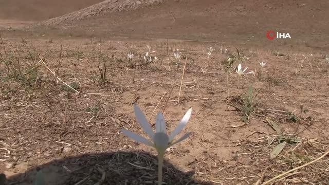 Kış mevsiminin habercisi nergis çiçek açtı