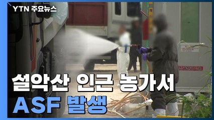 설악산 인근 양돈농가에서 ASF 발생...추가 확산 우려 / YTN
