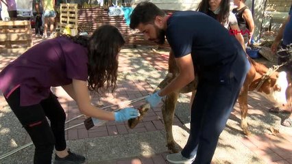 Son dakika haber: SAHRA HASTANESİNDE HER ÇEŞİT HAYVANA TEDAVİ