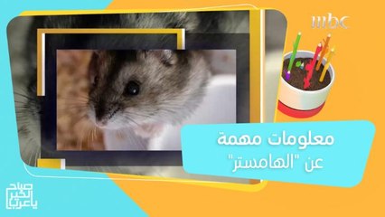 إذا كنت ترغب في اقتناء "الهامستر".. معلومات مهمة يجب أن تعرفها!