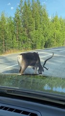 Reindeer Holds up Traffic for a Toilet Stop