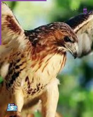 الحدائق الأكثر شهرة عاليماً وأفضل 5 حدائق نباتية