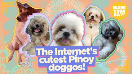 The Internet’s cutest Pinoy doggos | Make Your Day