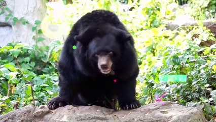 শুধুমাত্র ১_ মানুষই এই আজব তথ্যগুলো জানে! Pinikpi Facts