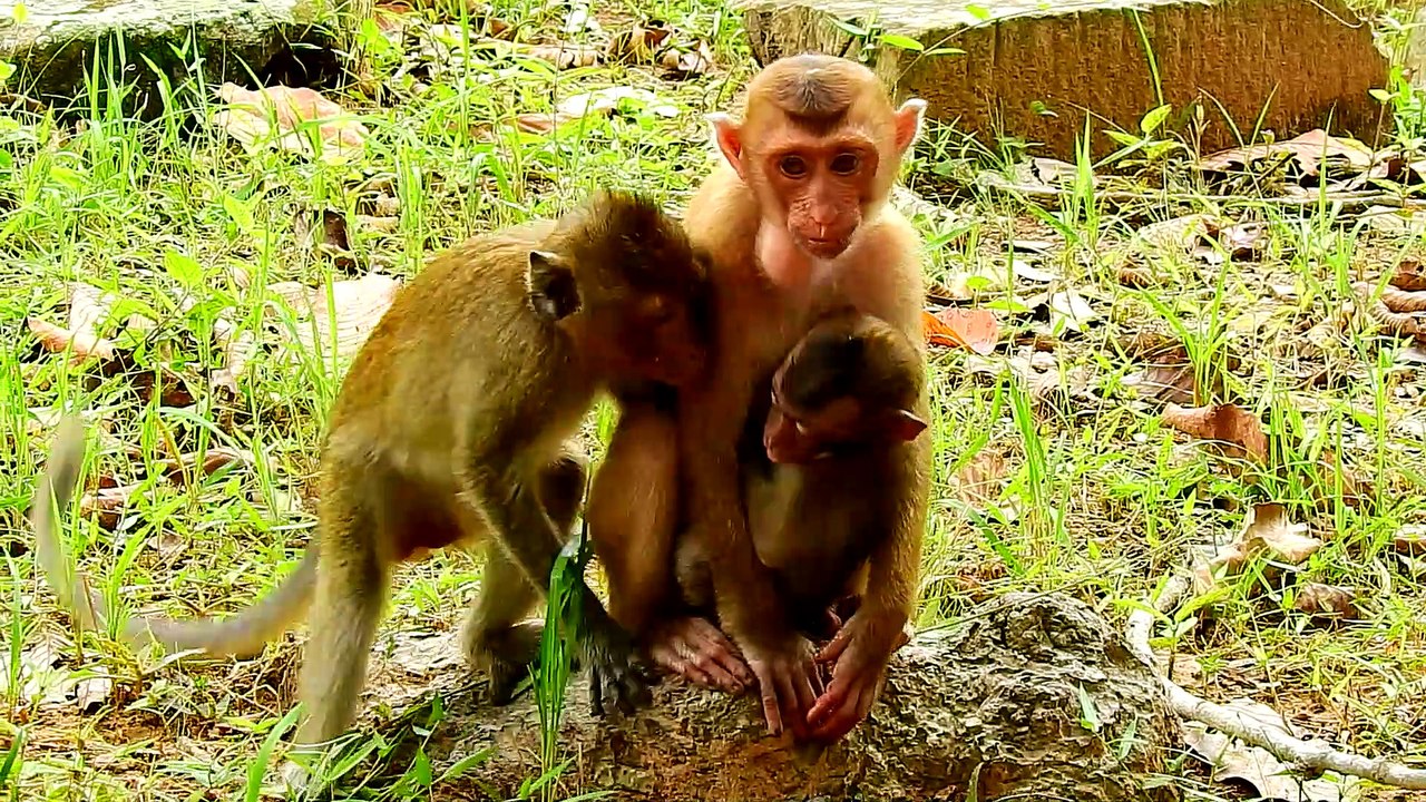 14=4643= Billion Love After Separation Sovana& Baby Ronnie Very Sweet