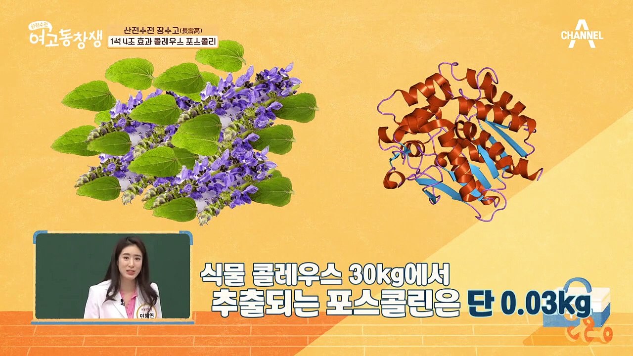 균형잡힌 몸매를 갖는 똑똑한 다이어트 비법! 1석 4조의 효과▶콜레우스 포스콜리◀