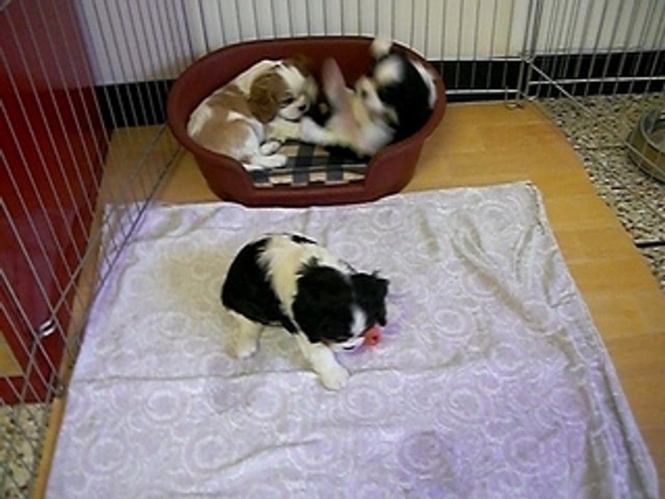 CHABLIS CEDILLE ET CRYSTAL