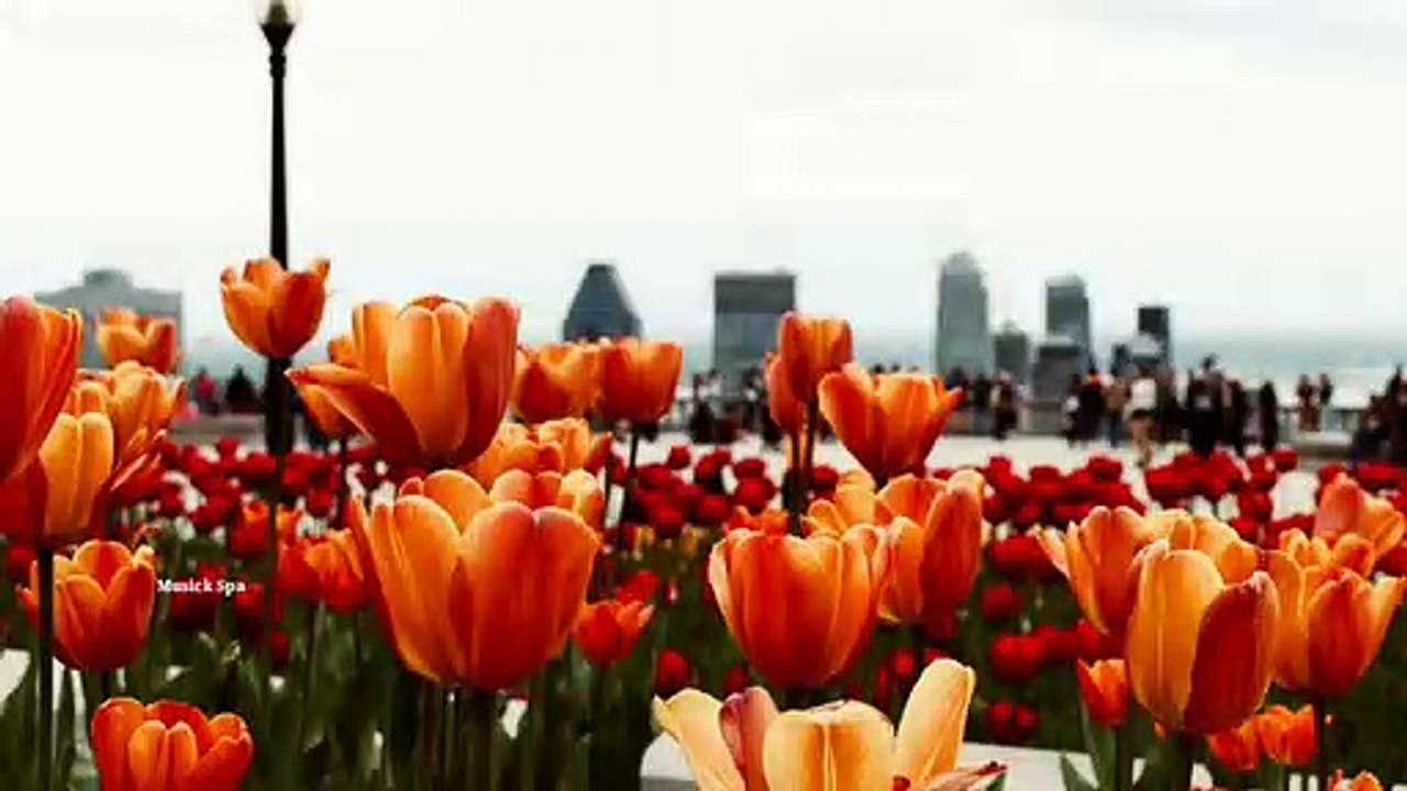 Deep relaxing music | Musick Spa |