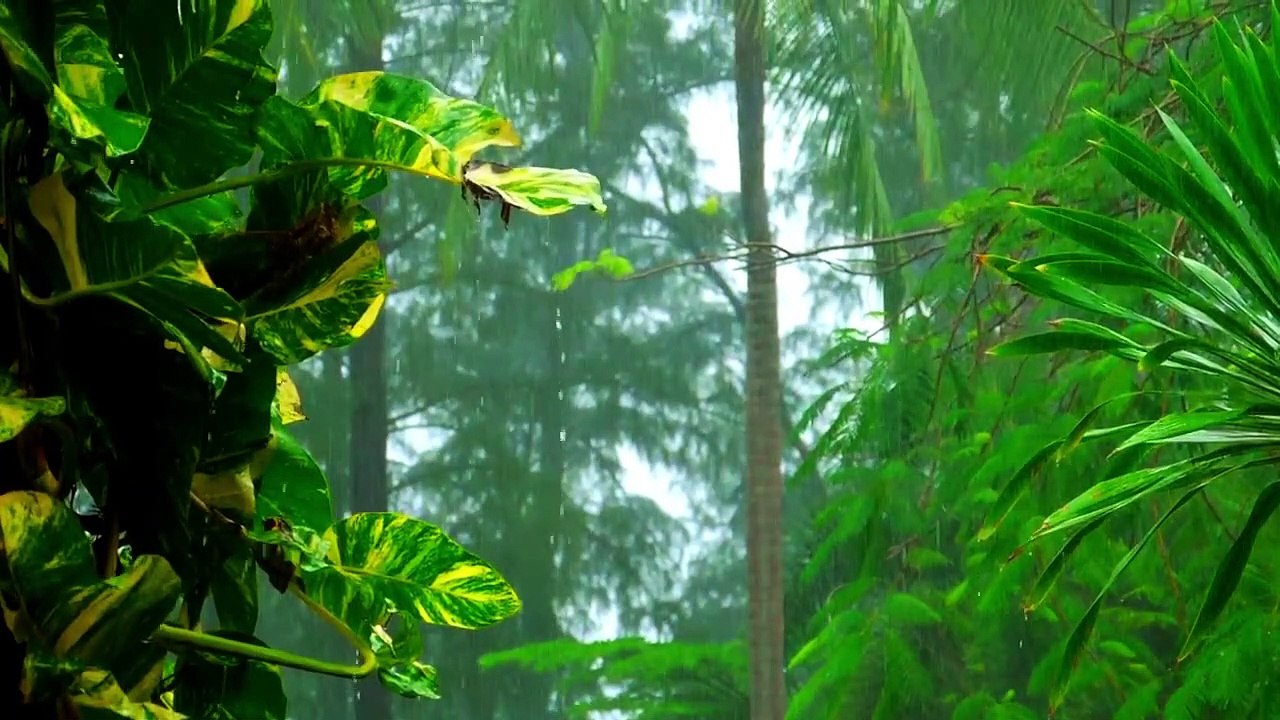 30 Minutes OF Rain Sound Relaxation _ Ultimate Stress Relief, Deep Sleep, Meditation, Yoga